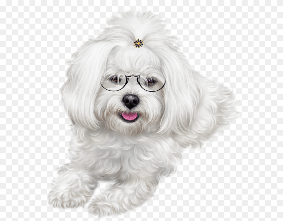 Christmas Puppy Clipart Dog Transparent Maltipoo, Animal, Canine, Mammal, Pet Png