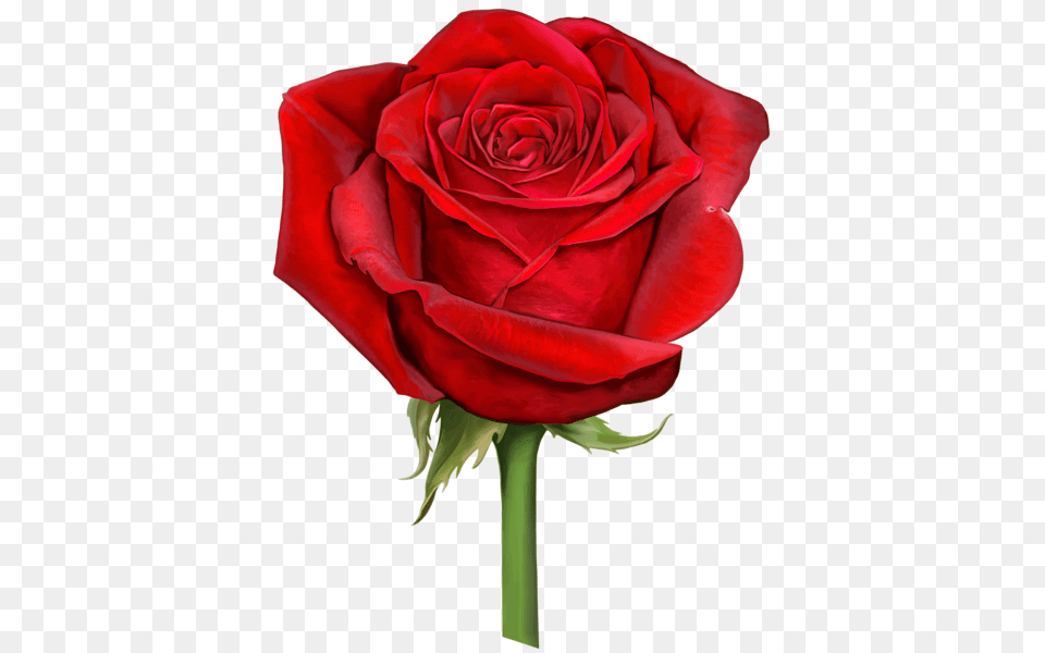 Christmas Red Rose Flower, Plant Png Image