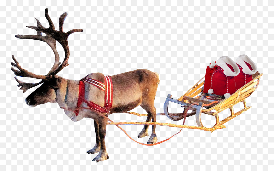 Christmas Reindeer And Sleigh Santa Real Reindeer On Sleigh, Animal, Canine, Dog, Mammal Free Png Download