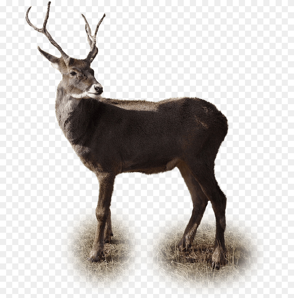 Christmas Reindeer Picture Ciervos, Animal, Antelope, Deer, Mammal Png