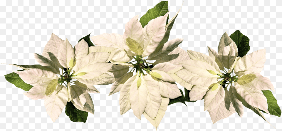 Christmas Star Poinsettia White Poinsettia, Flower, Leaf, Petal, Plant Png