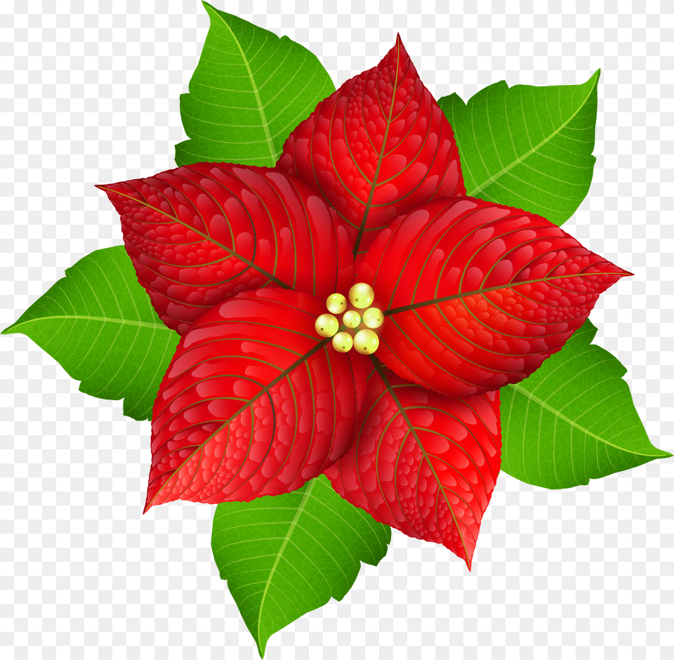 Christmas Gallery Poinsettia Cartoon Free Transparent Png