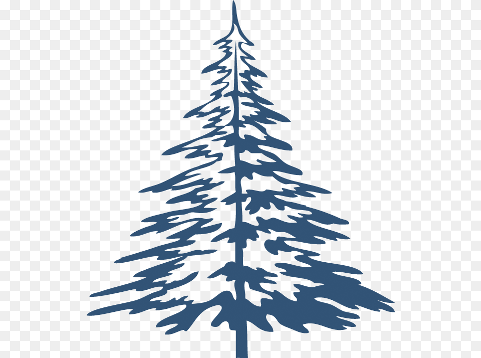 Christmas Tree, Fir, Pine, Plant, Conifer Png