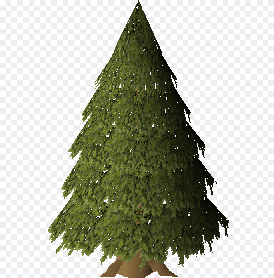 Christmas Tree, Conifer, Fir, Plant, Green Free Transparent Png