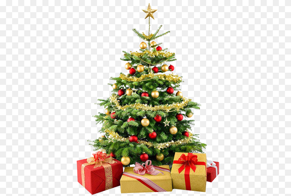 Christmas Tree, Plant, Christmas Decorations, Festival, Christmas Tree Png Image