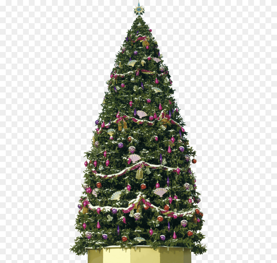 Christmas Tree, Plant, Christmas Decorations, Festival, Christmas Tree Png Image