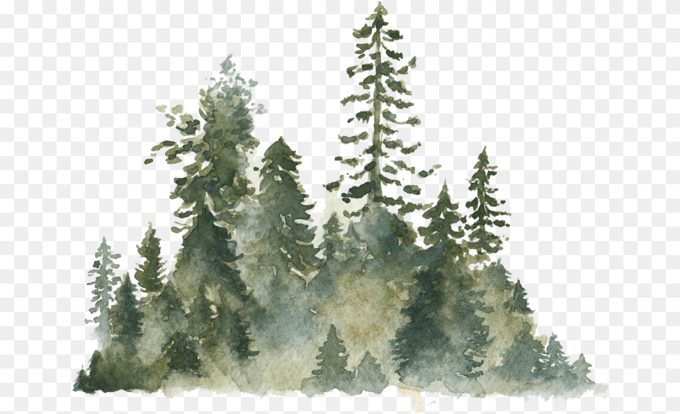 Christmas Tree, Fir, Plant, Pine, Nature Free Transparent Png