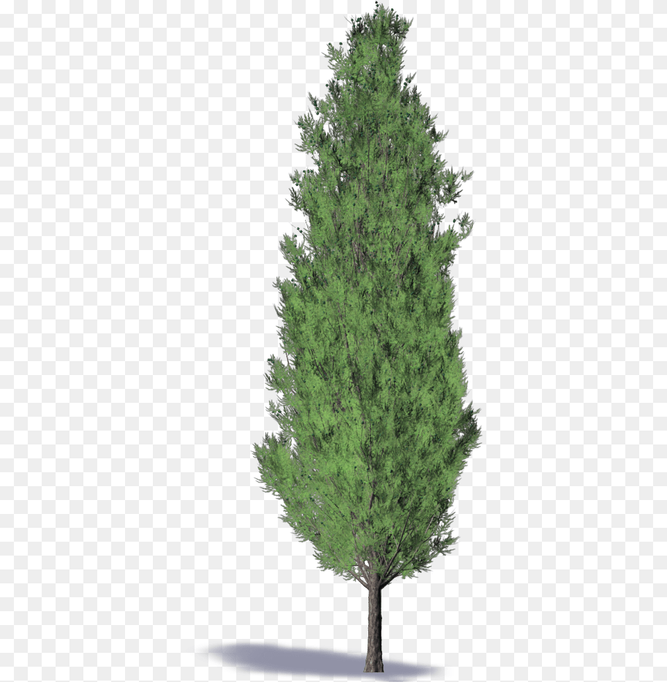 Christmas Tree, Conifer, Plant, Fir, Pine Free Png