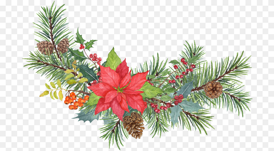 Christmas Tree, Conifer, Leaf, Plant, Fir Free Png