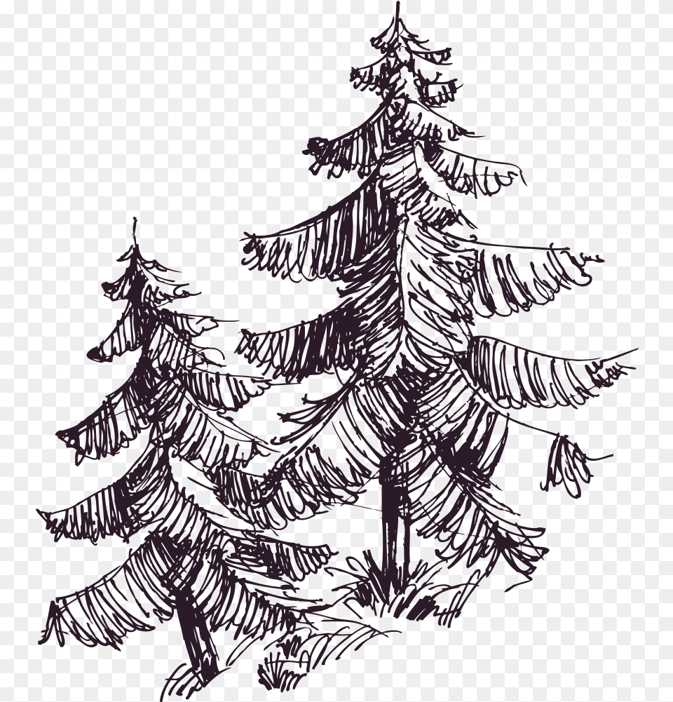 Christmas Tree, Fir, Plant, Person Png