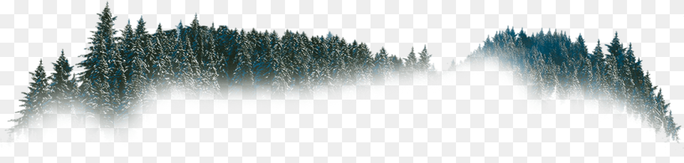 Christmas Tree, Pine, Fir, Plant, Vegetation Free Png