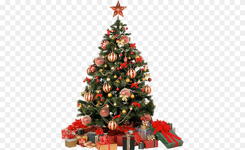 Christmas Tree, Christmas Decorations, Festival, Plant, Christmas Tree Png