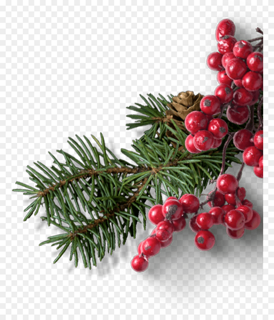 Christmas Tree 2000, Conifer, Plant, Food, Fruit Png