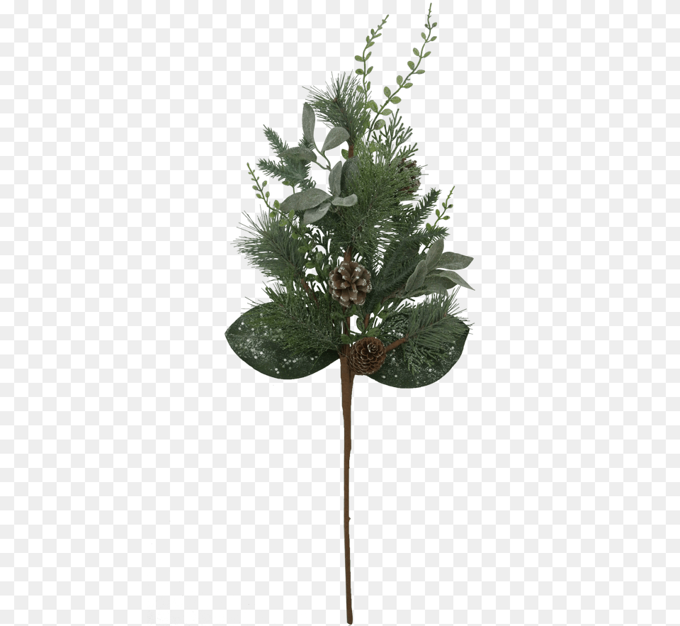 Christmas Tree, Leaf, Plant, Potted Plant, Conifer Free Png