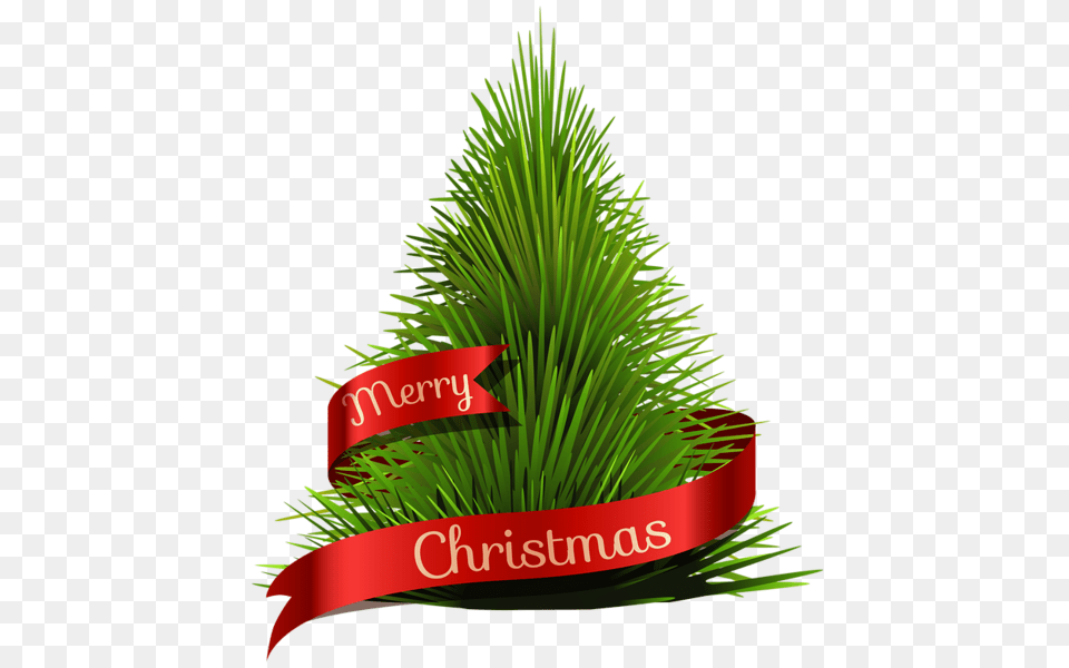 Christmas Tree, Pine, Plant, Potted Plant, Conifer Png Image