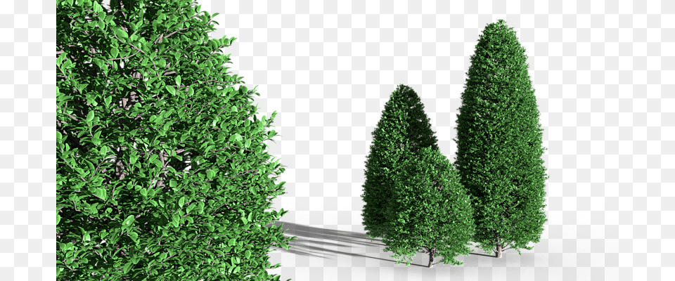 Christmas Tree, Conifer, Fir, Pine, Plant Png