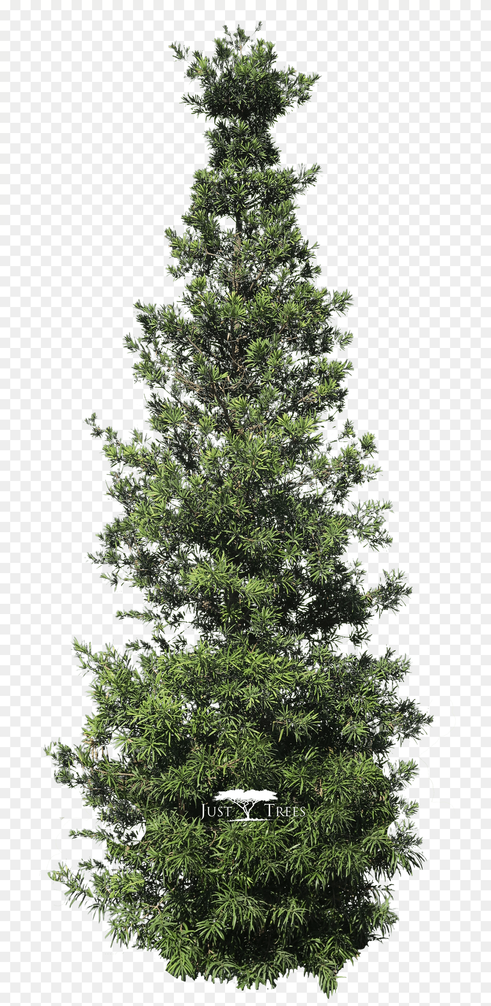 Christmas Tree Free Transparent Png