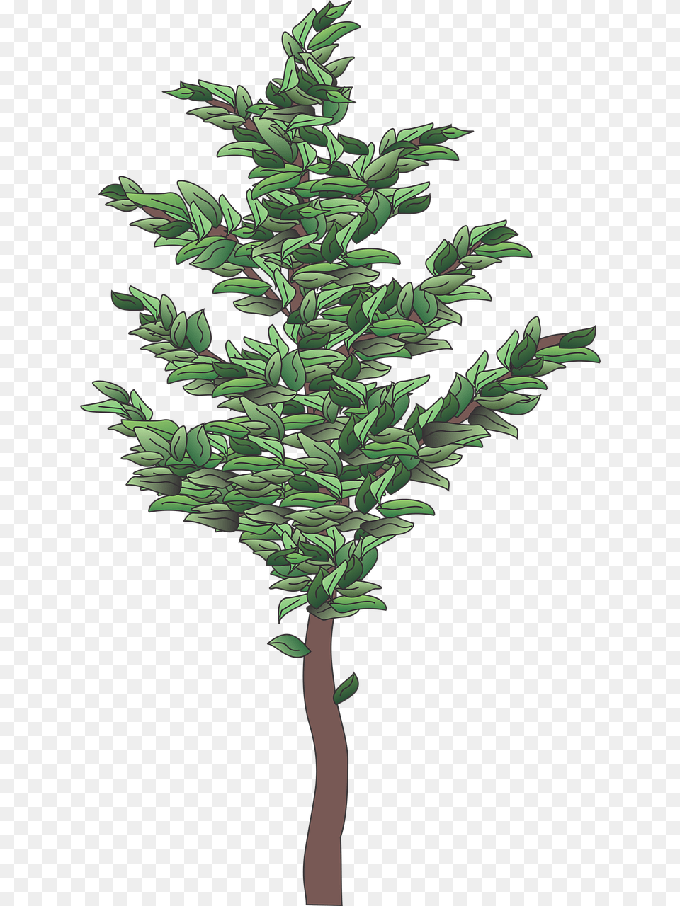 Christmas Tree, Conifer, Green, Plant, Vegetation Png Image