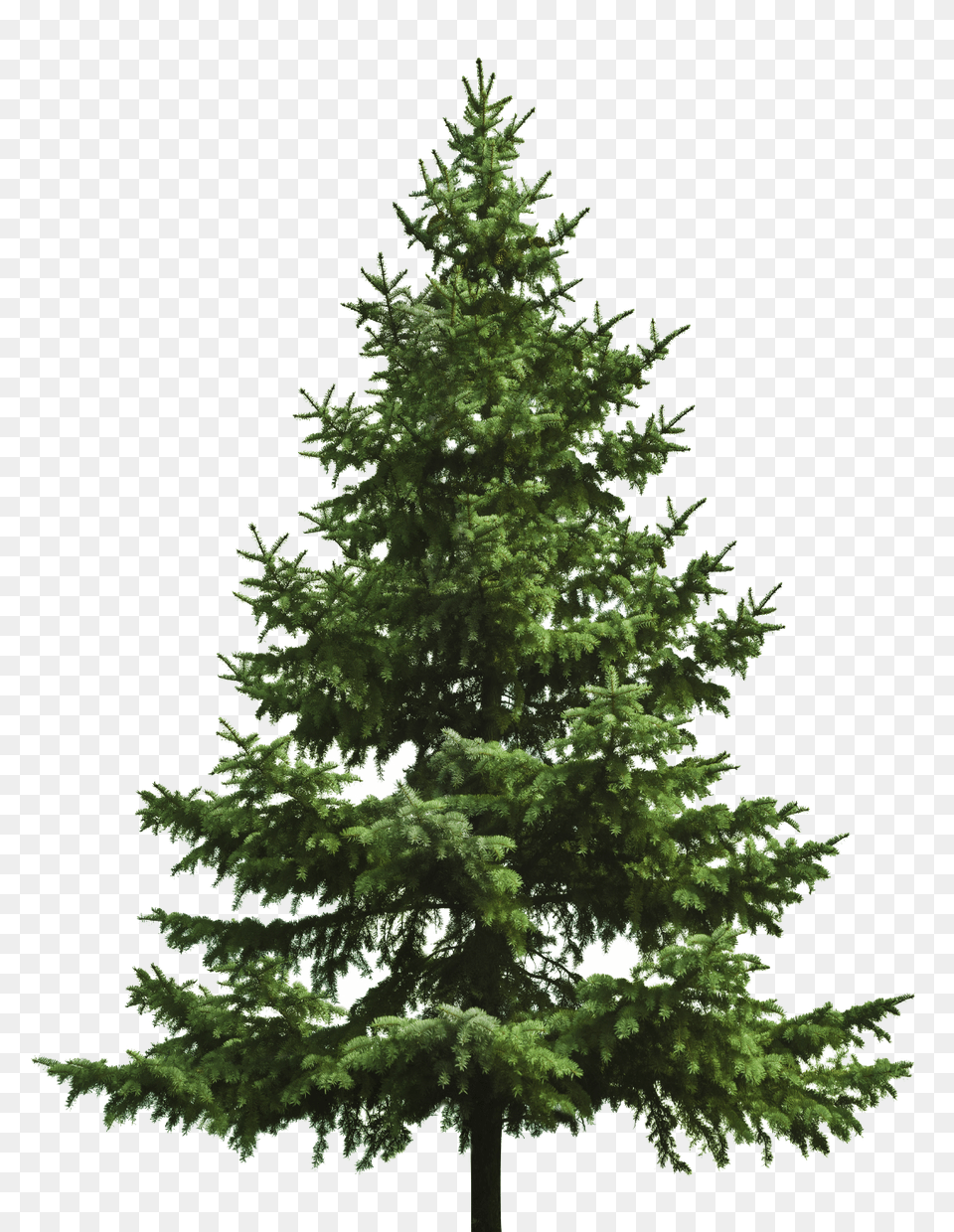 Christmas Tree, Fir, Pine, Plant, Conifer Png Image