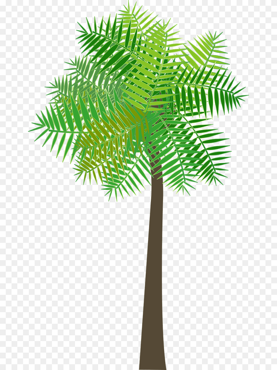 Christmas Tree, Palm Tree, Plant, Fern, Leaf Png Image