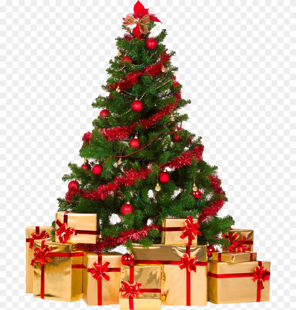 Christmas Tree, Plant, Christmas Decorations, Festival, Christmas Tree Png