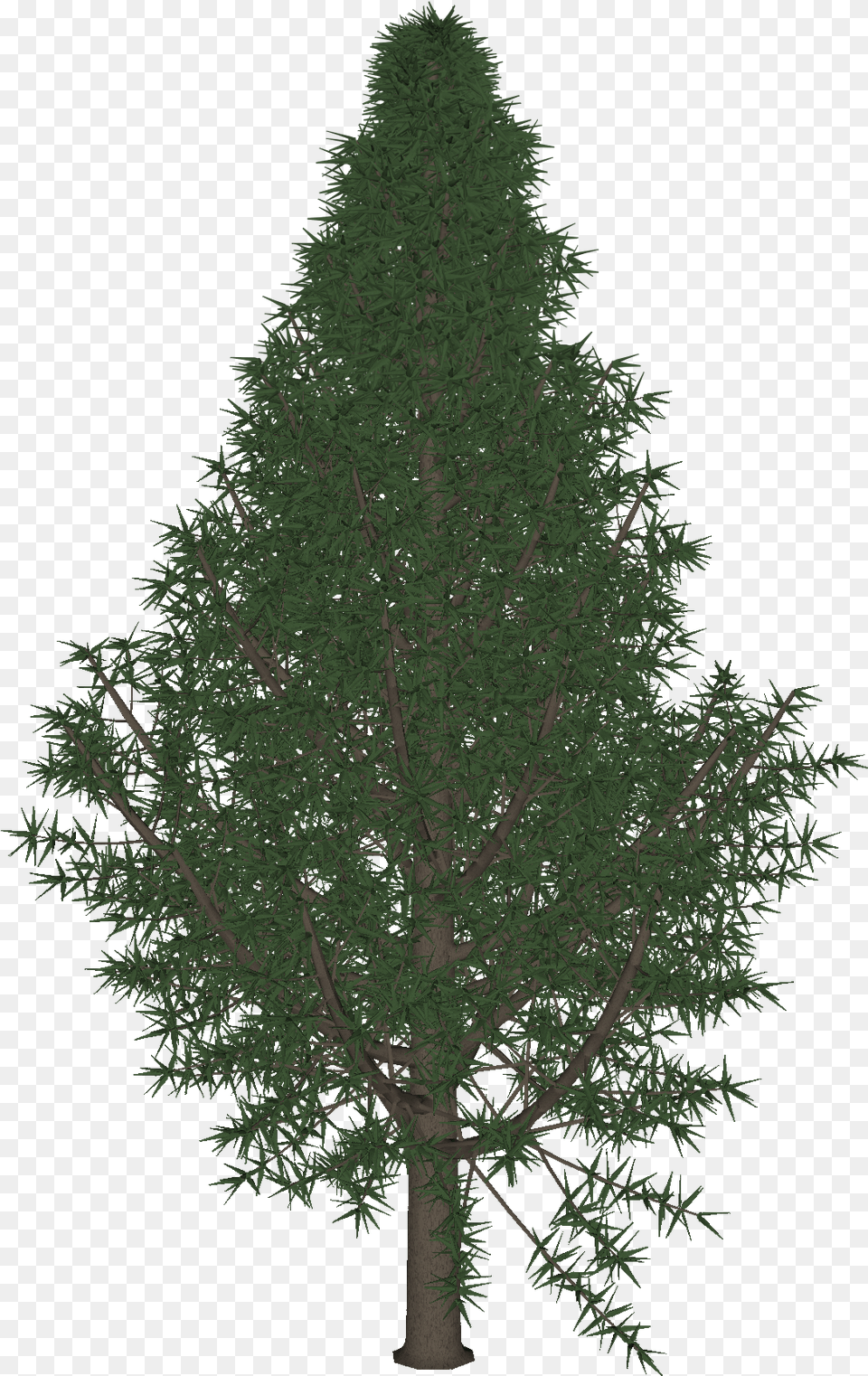Christmas Tree, Conifer, Plant, Fir, Larch Free Png Download
