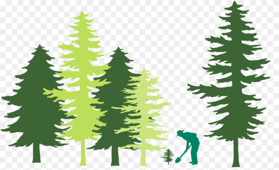Christmas Tree, Fir, Pine, Plant, Conifer Free Png Download