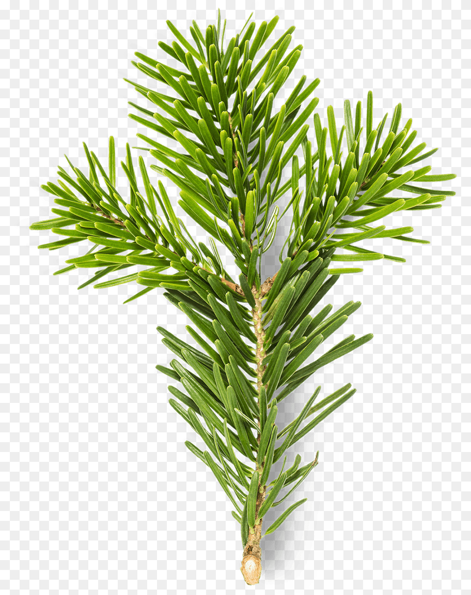 Christmas Tree, Conifer, Fir, Pine, Plant Free Transparent Png