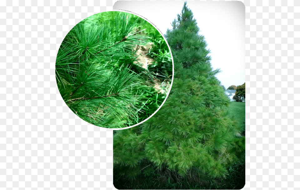 Christmas Tree, Pine, Plant, Fir, Conifer Free Png