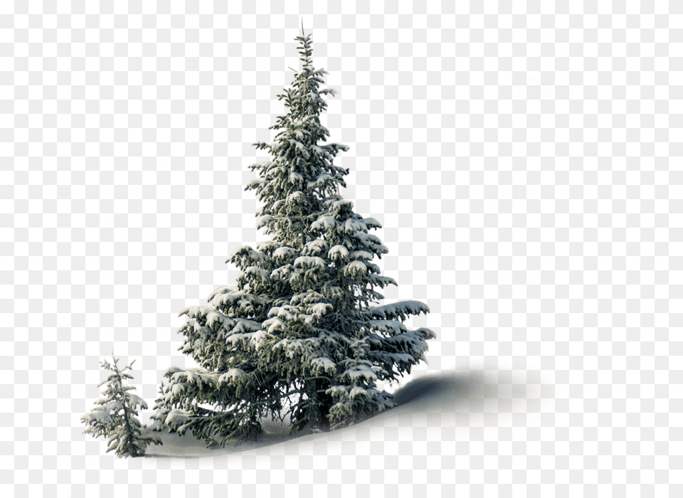 Christmas Tree, Fir, Pine, Plant, Conifer Free Transparent Png