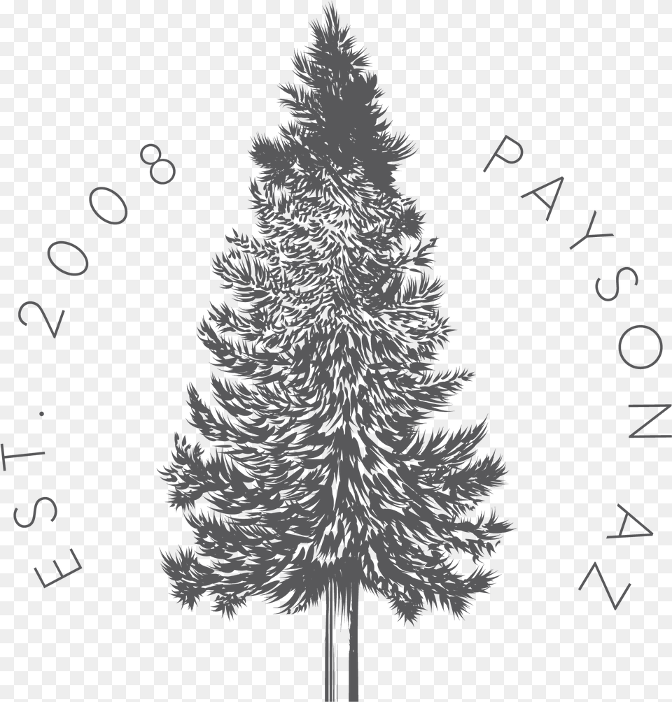 Christmas Tree, Plant, Christmas Decorations, Festival, Fir Free Png