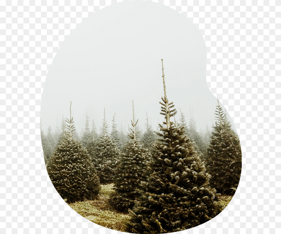 Christmas Tree, Fir, Plant, Pine, Conifer Free Transparent Png