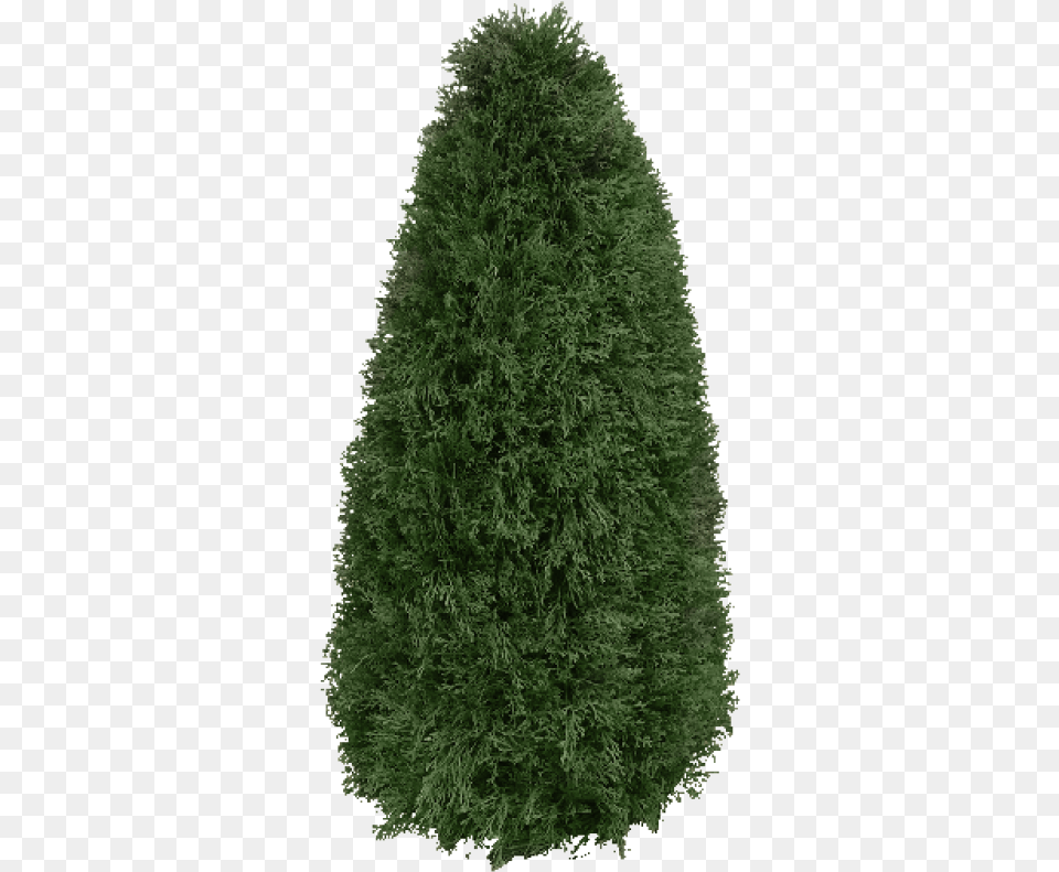 Christmas Tree, Fir, Pine, Plant, Vegetation Free Png Download
