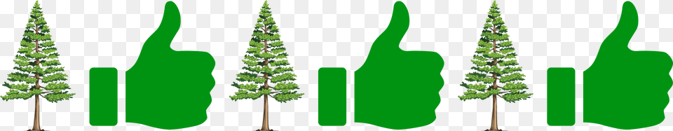 Christmas Tree, Conifer, Fir, Green, Pine Free Png Download