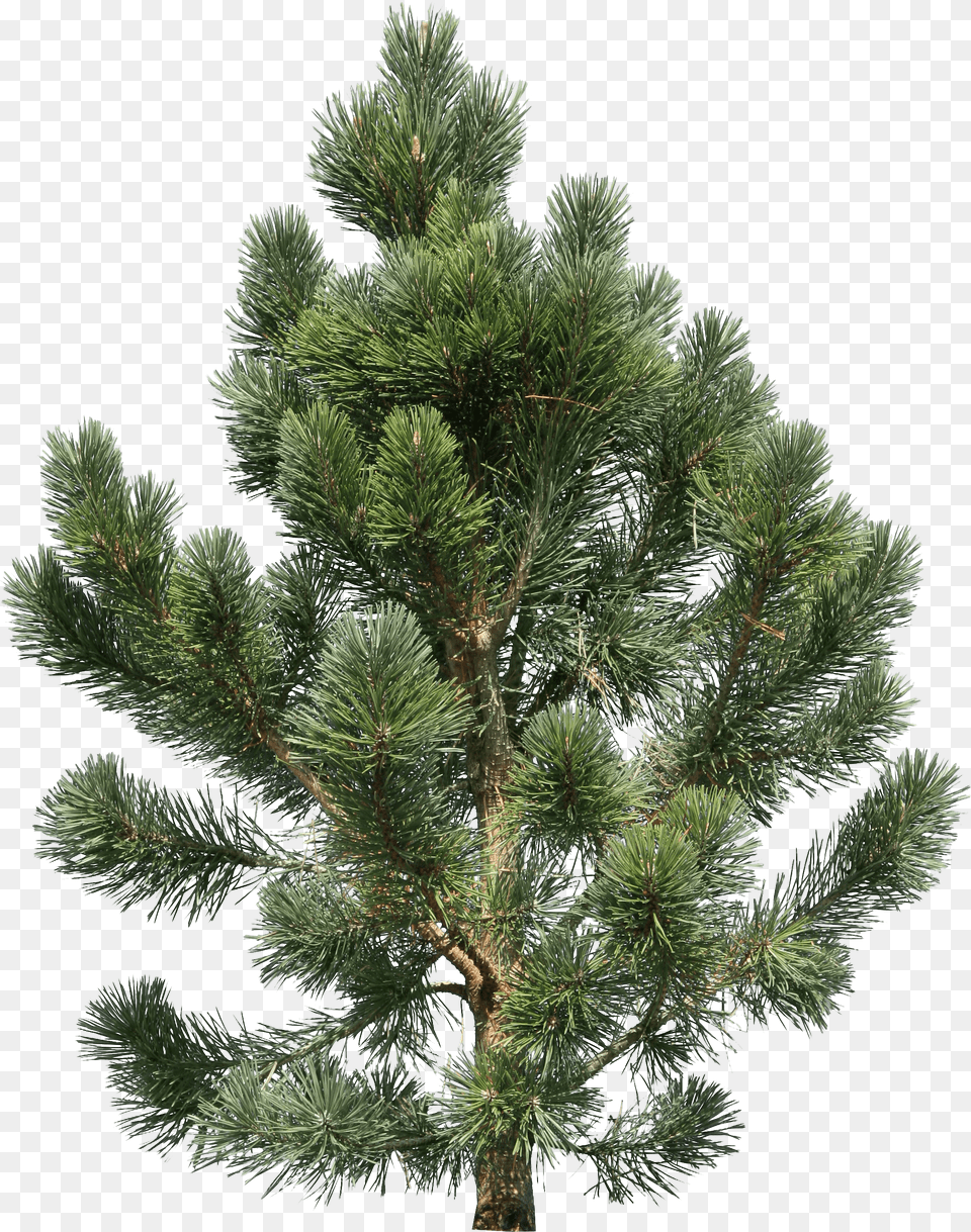 Christmas Tree Png