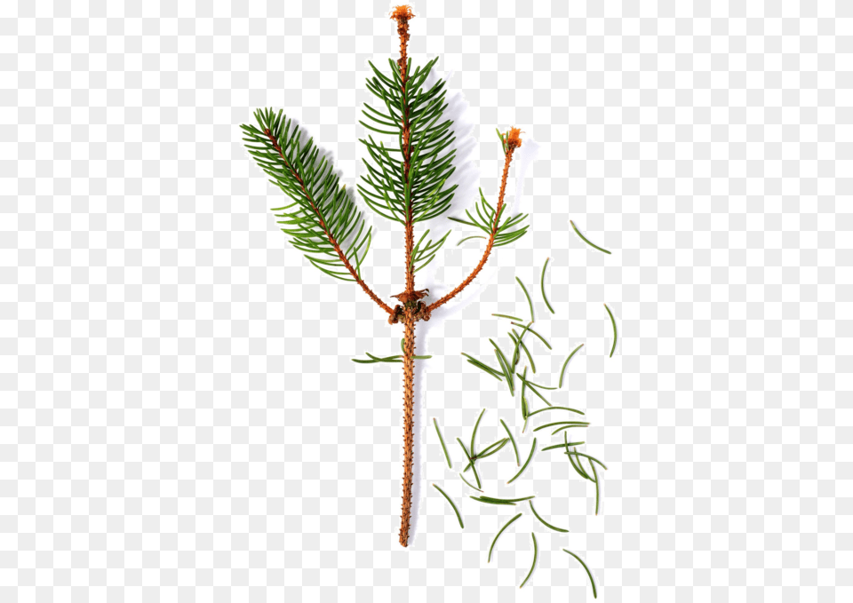 Christmas Tree, Conifer, Fir, Plant, Pine Free Transparent Png