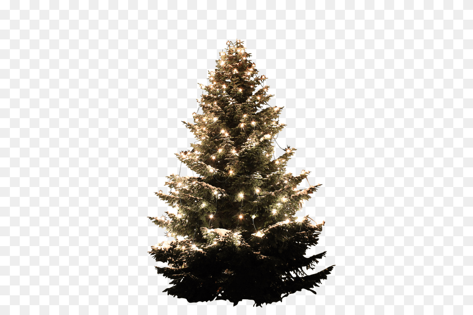 Christmas Tree Clip, Plant, Christmas Decorations, Festival, Christmas Tree Free Transparent Png