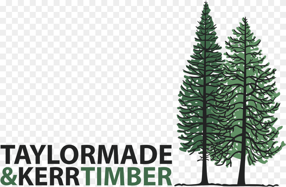 Christmas Tree, Conifer, Fir, Pine, Plant Png Image