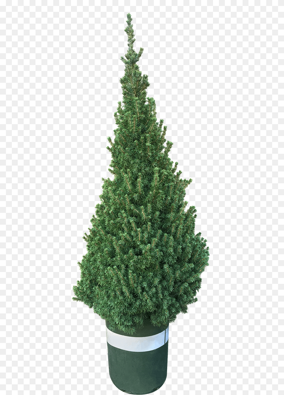 Christmas Tree, Fir, Pine, Plant, Conifer Free Png