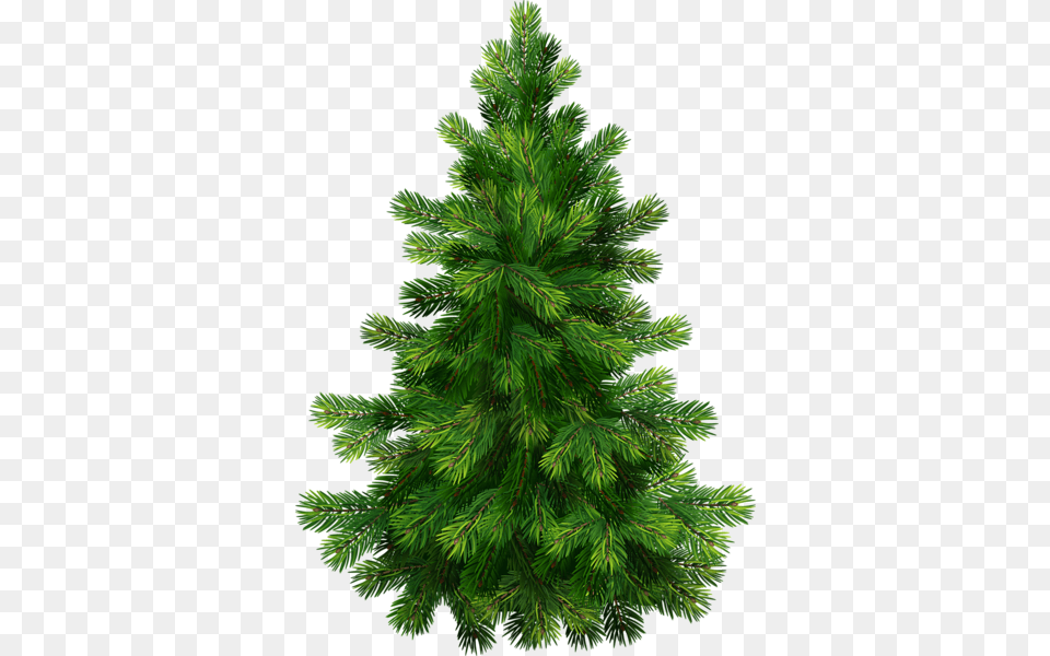 Christmas Tree, Fir, Pine, Plant, Conifer Png Image