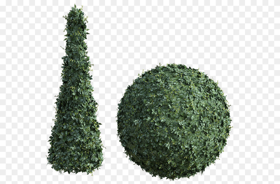 Christmas Tree, Plant, Conifer, Vegetation, Fence Free Transparent Png