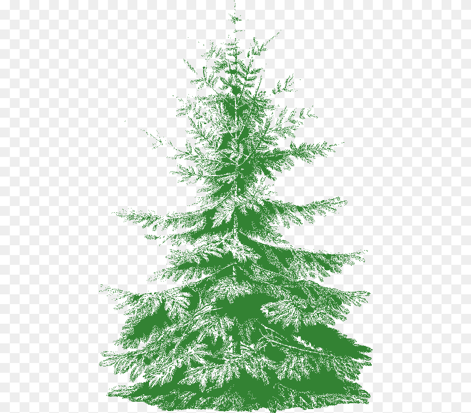 Christmas Tree, Fir, Pine, Plant, Conifer Png
