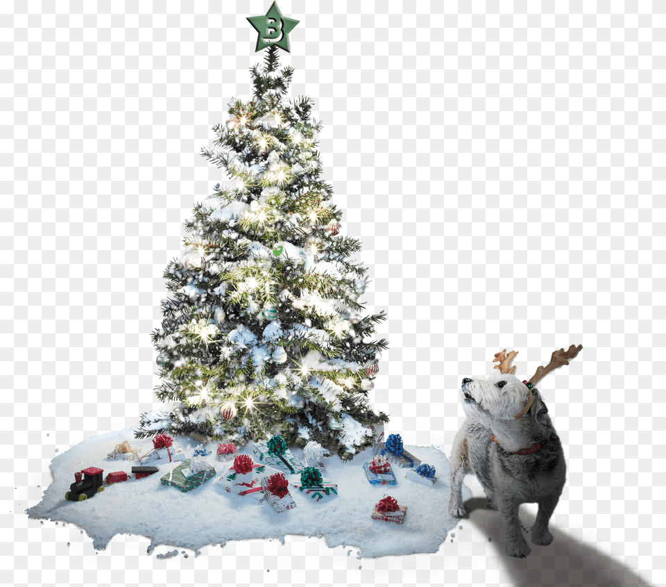 Christmas Tree And Max The Dog Tofu Snowfall Projector Fairy Light Christmas Snowflake, Plant, Pet, Mammal, Canine Free Transparent Png