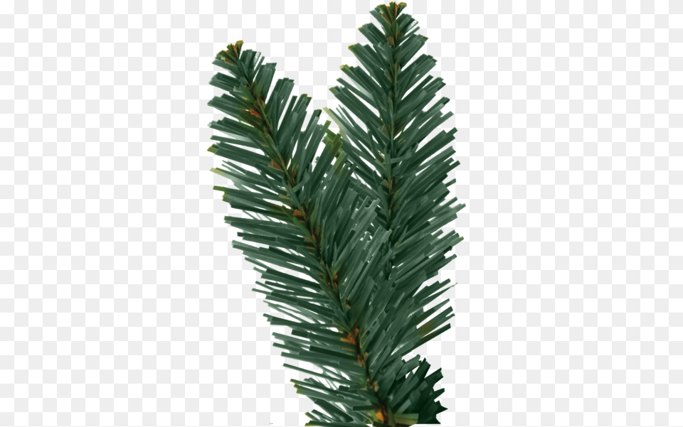 Christmas Tree Branch 1 Christmas Tree Leaves Transparent, Conifer, Plant, Pine, Fir Png