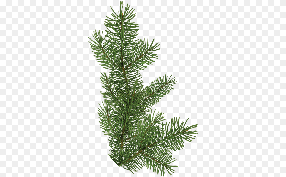 Christmas Tree Branch 2 Pine Tree Branch, Conifer, Fir, Plant, Spruce Png
