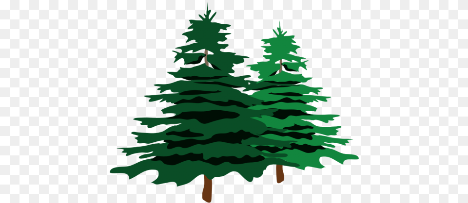 Christmas Tree Branch, Plant, Pine, Fir, Person Png Image