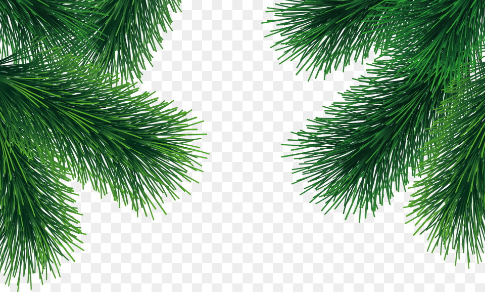 Christmas Tree Branch, Conifer, Green, Pine, Plant Png