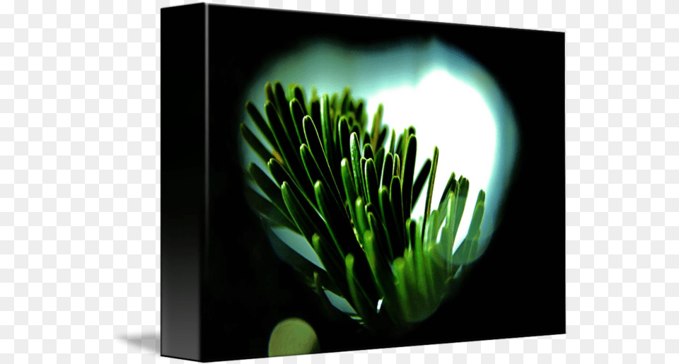 Christmas Tree Branch By Simon Steiner Sea Anemones And Corals, Bud, Sprout, Plant, Green Png Image