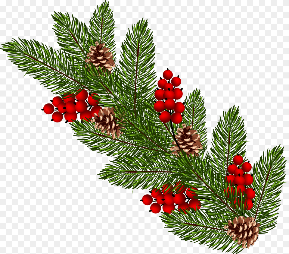 Christmas Tree Branch Christmas Fir Branches Free Transparent Png