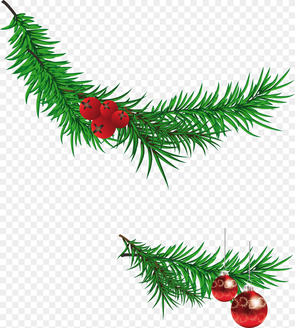 Christmas Tree Branch Clipart, Conifer, Plant, Food, Fruit Free Png